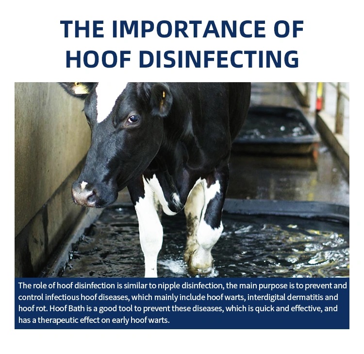 Cattle walking through a hoof-bathing area