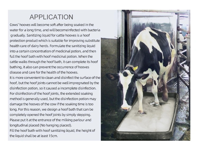 Cow in a farm hoof-bathing passage