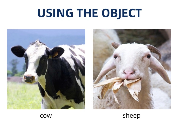 Cattle and sheep in a livestock setting
