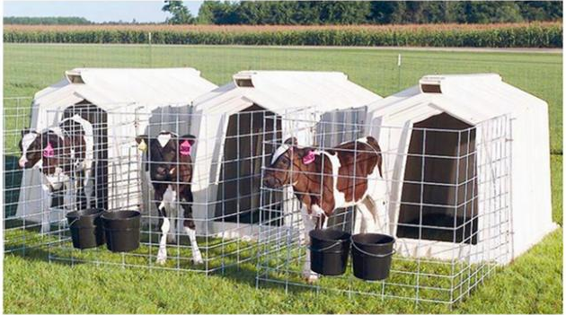 Example calf feeding area
