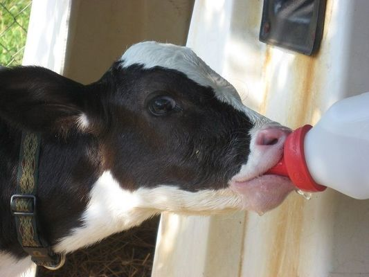 Hand-held bottle feeding a calf