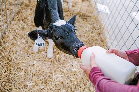 Calf bottle feeding application